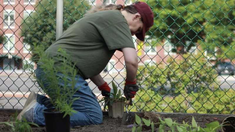 Person planting pollinator plants