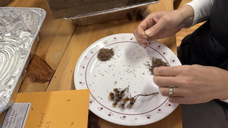 Sorting seeds