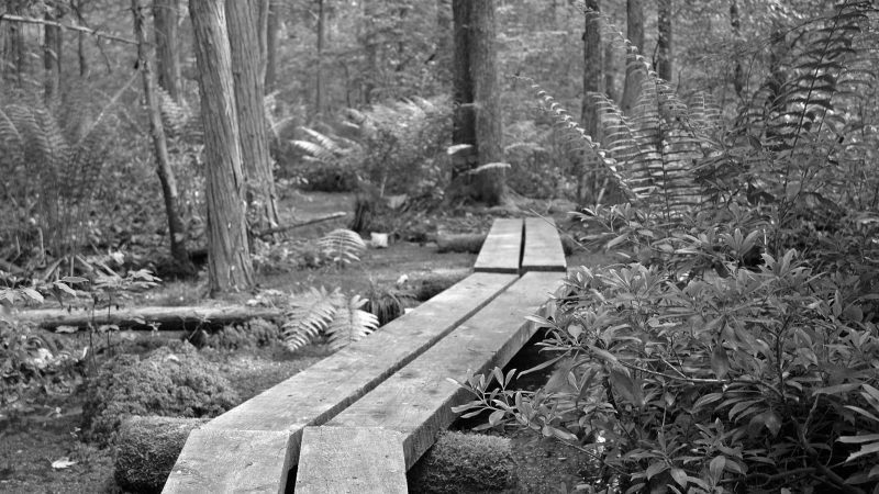 Black and white photo of a trail