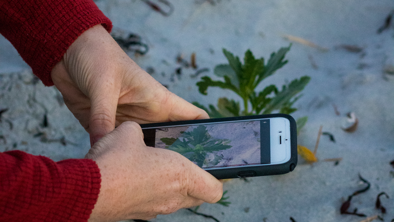 using iphone to identify plant