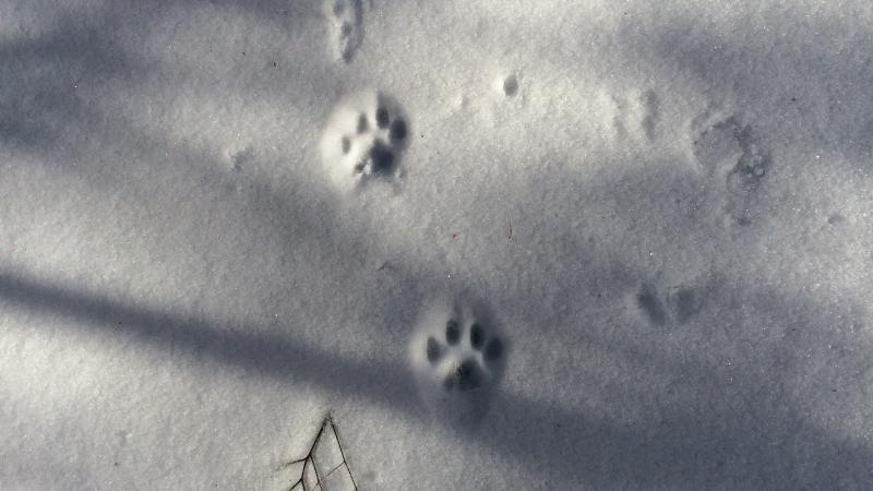 Wildcat tracks