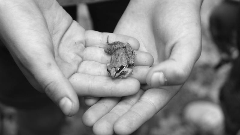 Hands holding a frog