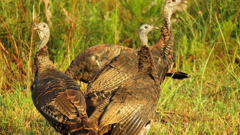 WildturkeyFlock_CreditGaryHelm okay for public use
