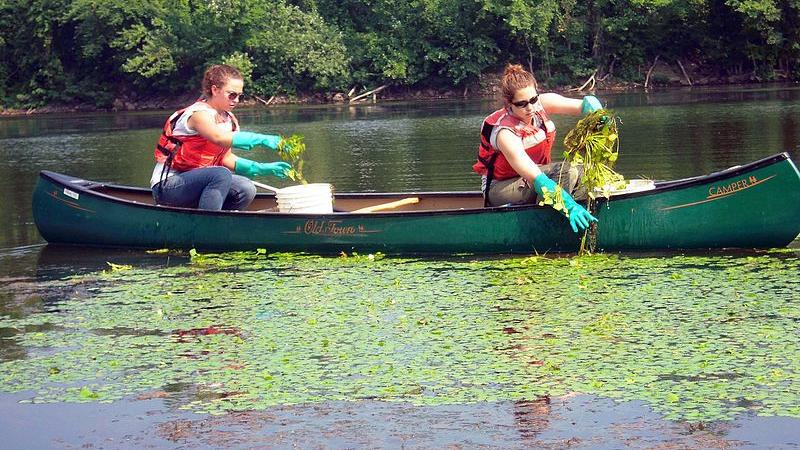 Volunteers removing water chestnut by canoe