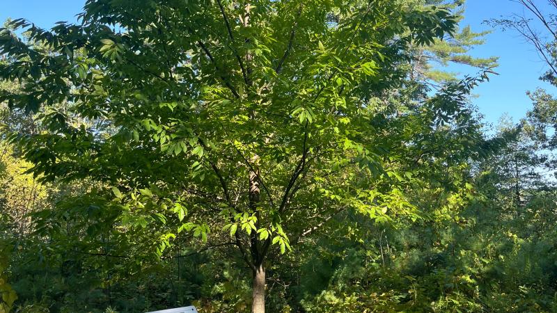 american chestnut tree