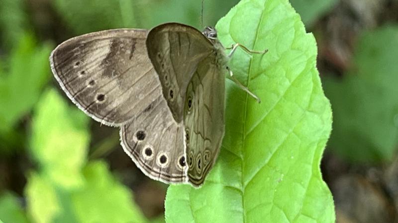 Appalachian brown butterfly