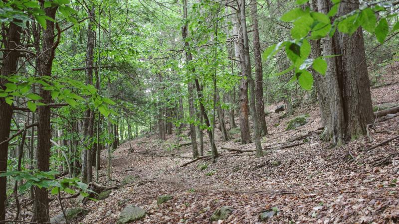 trail through woods