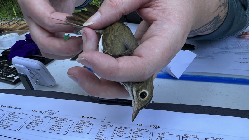 Bird Banding