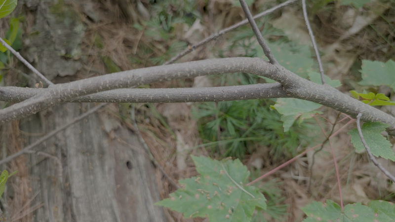 glossy buckthorn bark up close