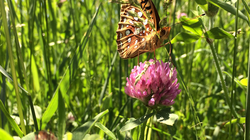 butterfly on flower