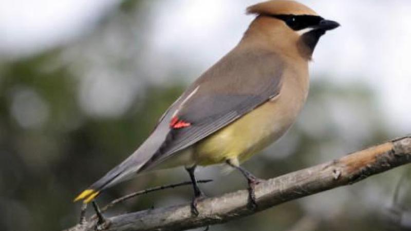 cedar waxwing