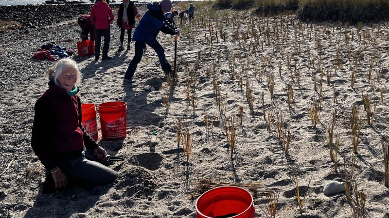 Volunteers planting beach grass