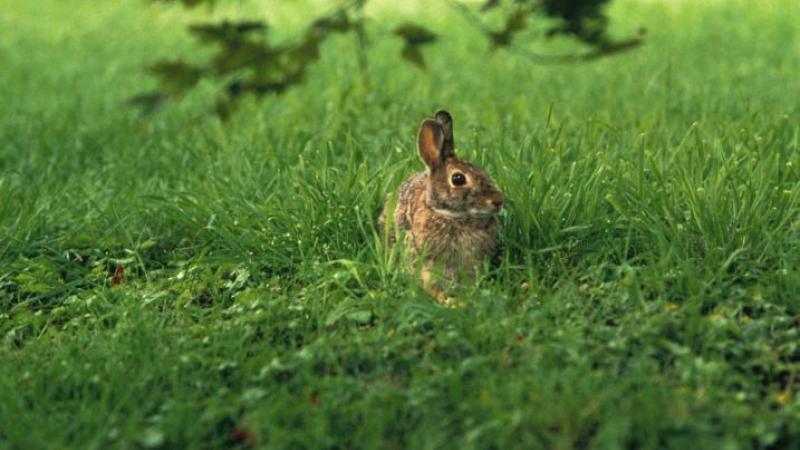 Eastern Cottontail Rabbit in Field