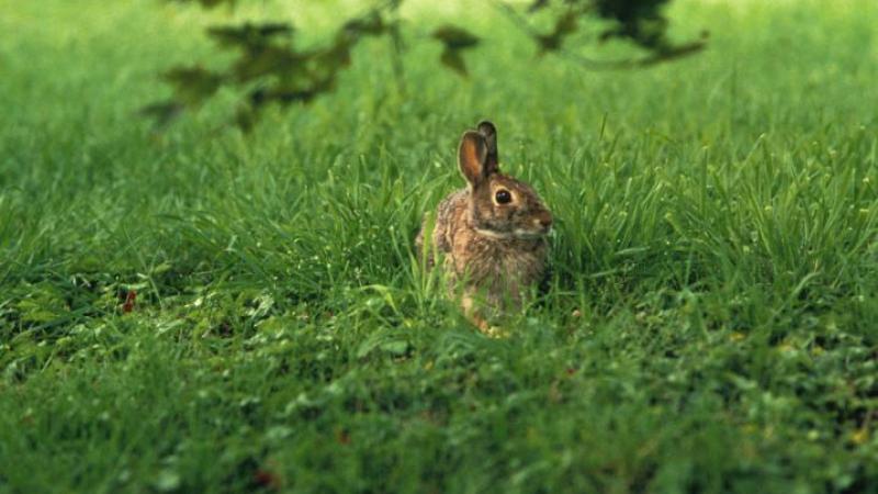 Eastern Cottontail Rabbit in Field