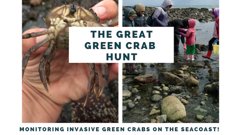 Event poster with hand holding a green crab and kids playing in tidal pools