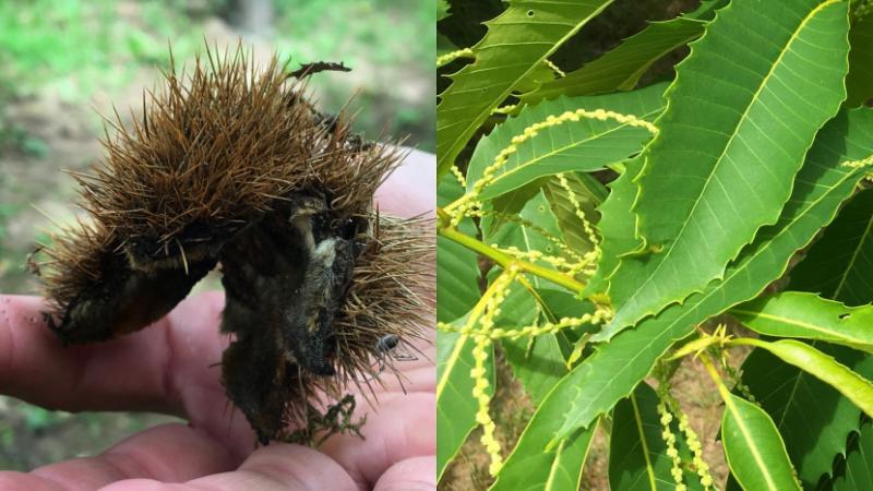 American Chestnut Seed