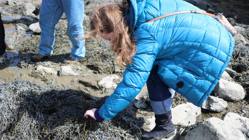 Volunteer searching for marine invasive plant