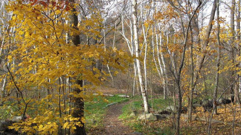 Woods Trail
