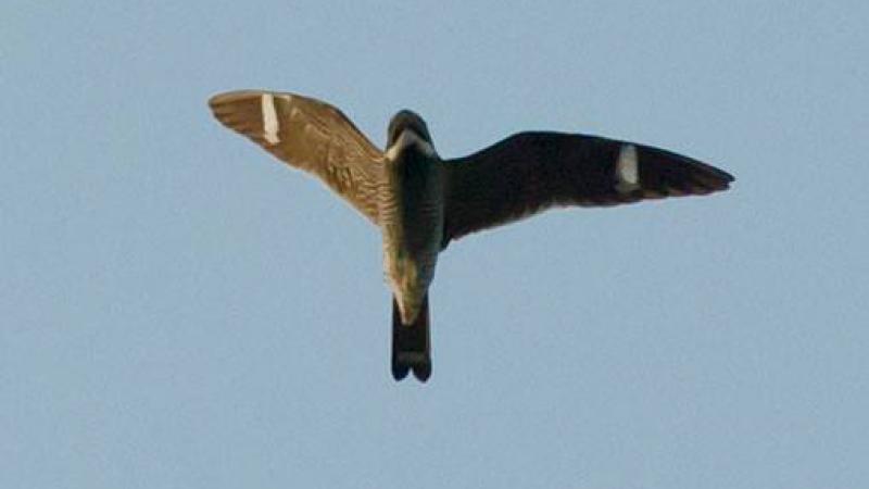 Flying Nighthawk