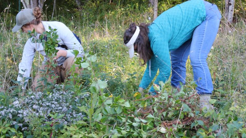 Students Pulling Invasives