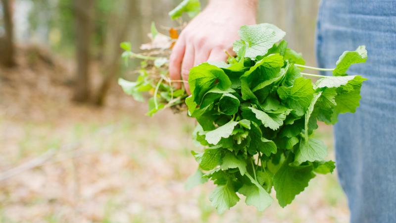 Garlic Mustard in hand