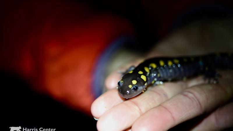 Person holding an amphibian