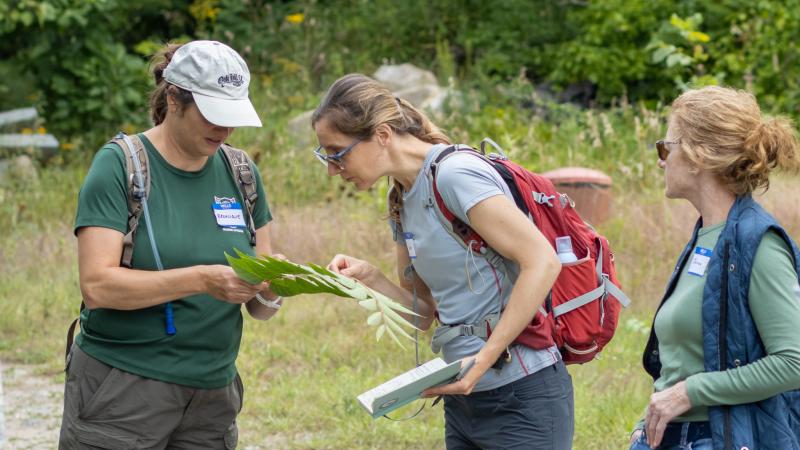 invasive plant ID