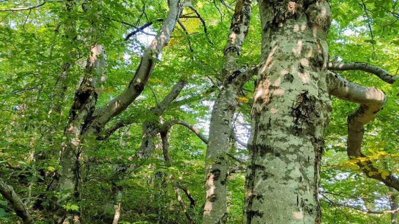 Old growth forest