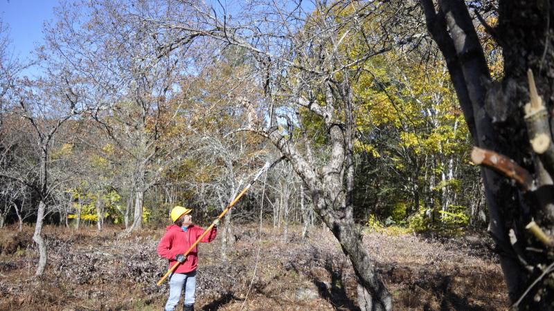 volunteer pruning apple trees
