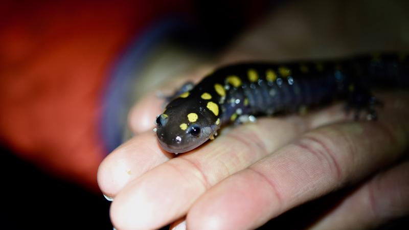 hand holding spotted salamander