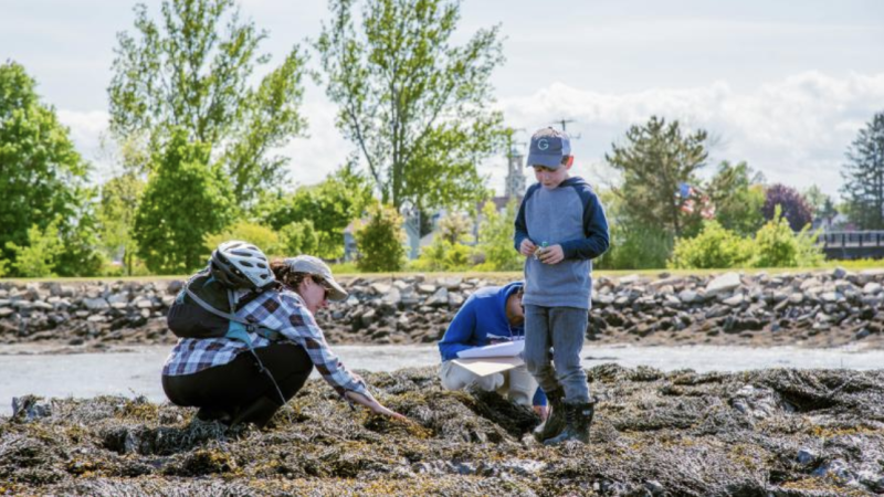 volunteers looking for green crabs