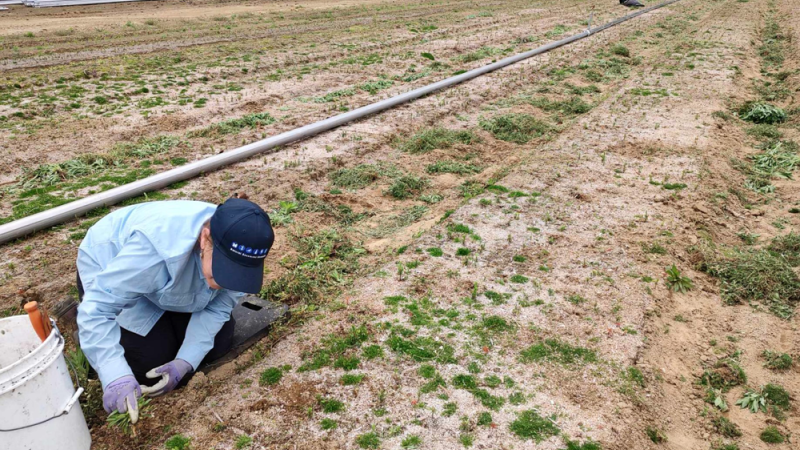 person weeding at state nursery