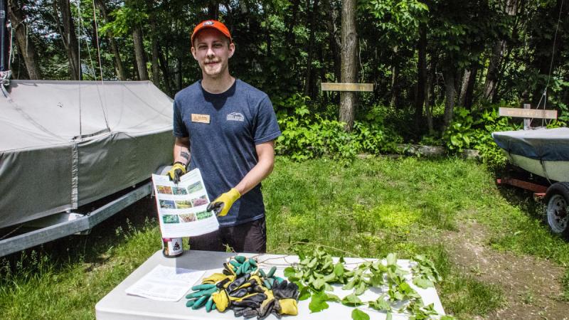 Terrestrial Invasive Plants