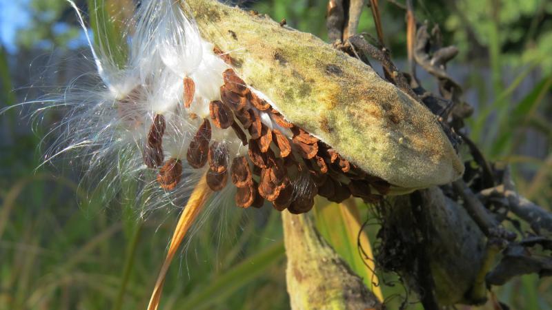Milkweed
