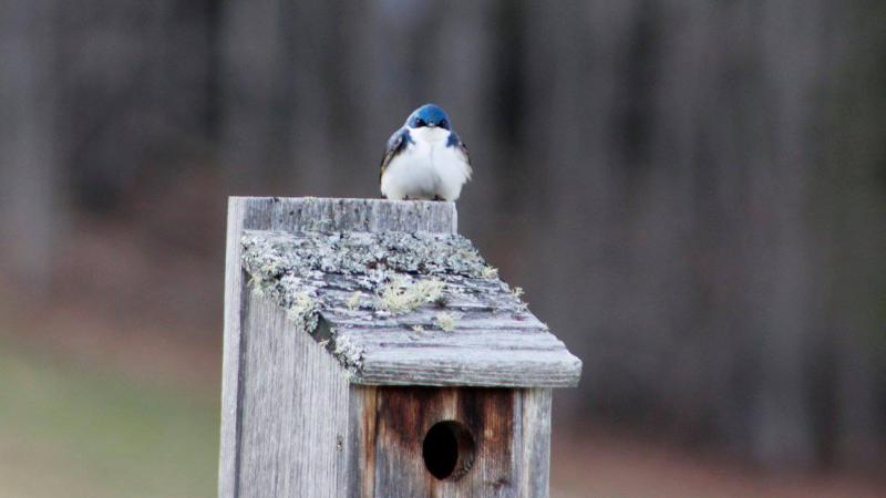 Eastern Bluebird