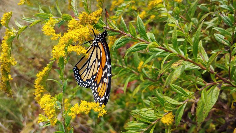 Monarch Butterfly