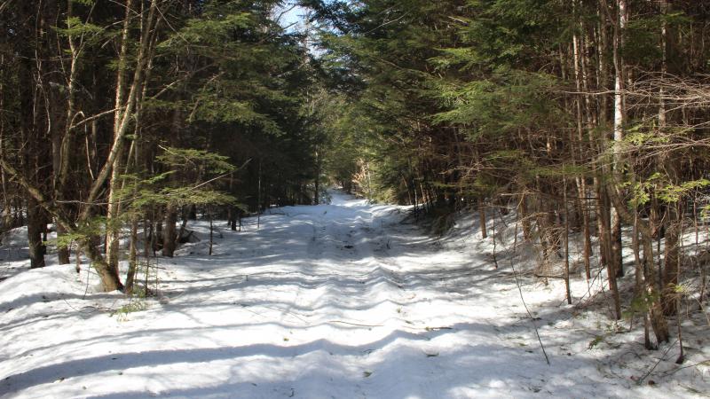 Woods Trail