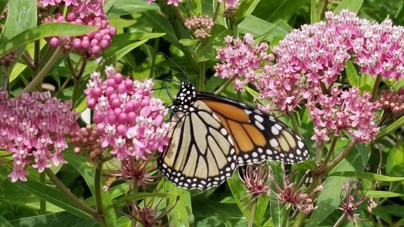 Monarch butterfly in garden