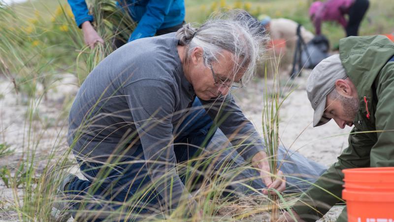 volunteer planting dune vegetation