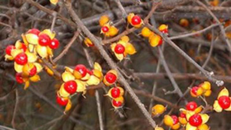 Japanese Barberry Berries