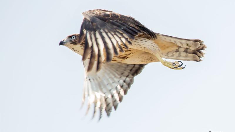 Hawk