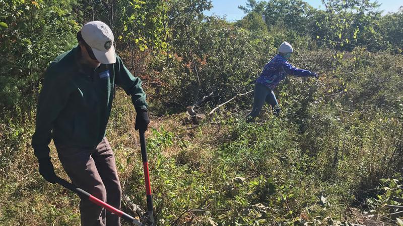 Volunteer Maintaining Shrubland Habitat