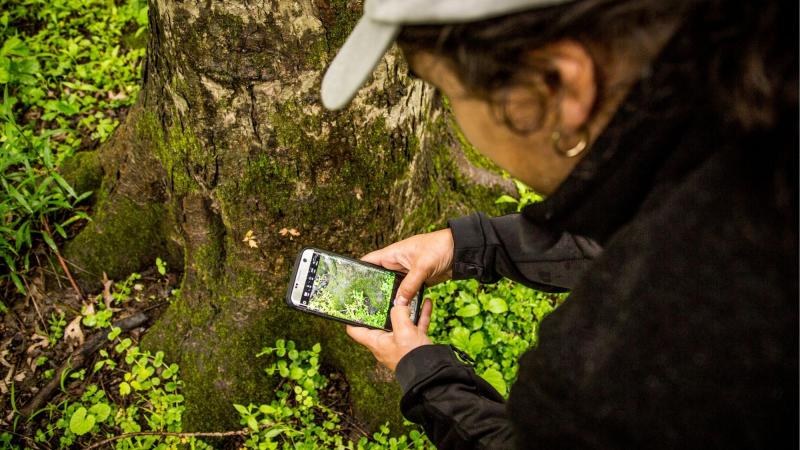 Using iNaturalist to ID
