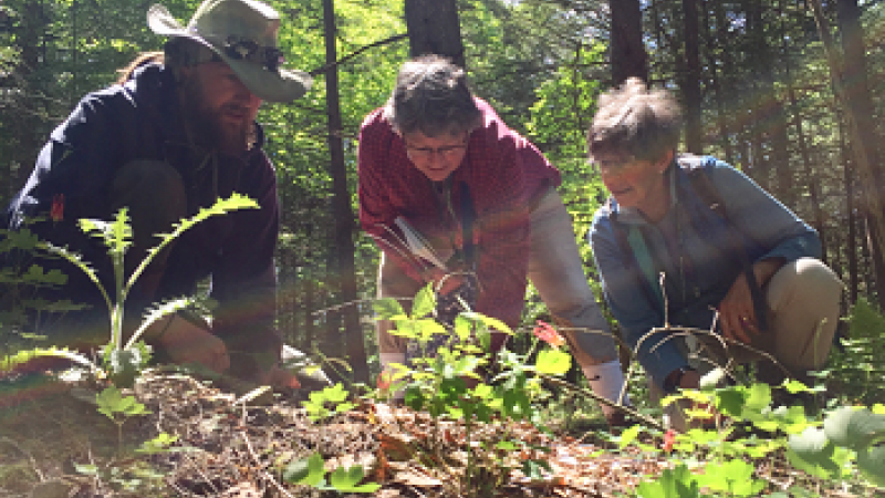 Garlic Mustard Volunteers