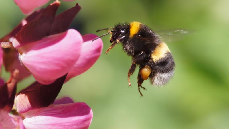 Pollinator