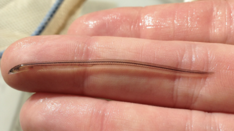 Glass Eel