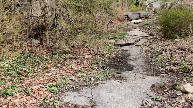 Garlic Mustard