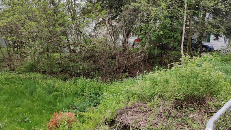 Garlic Mustard 1