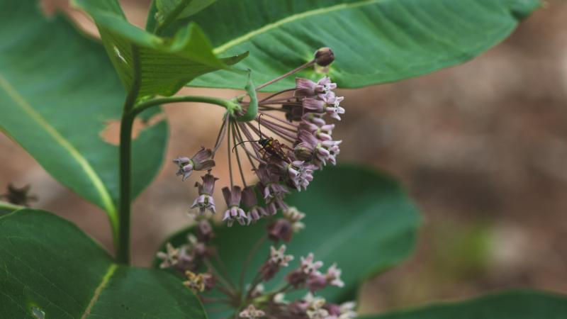 Insect on Milkweed