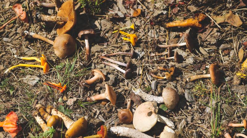 Wild found Mushrooms